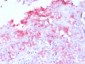 Anti-MART-1 / Melan-A / MLANA Antibody